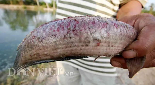 Cá Bị Tróc Vẩy: Nguyên Nhân & Cách Xử Lý Khoa Học Cho Người Nuôi