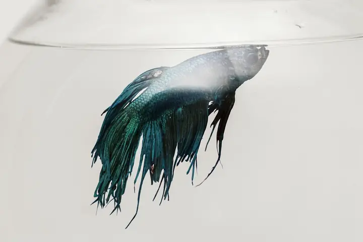 Cá Cảnh Túm Vây, Túm Đuôi, Lắc Đuôi Và … Chết