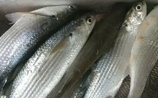 Vẩy Cá Biển Và Khả Năng Ngụy Trang