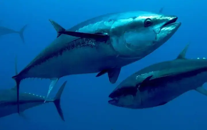 Sự Thật Về Mùi Tanh Của Cá: Cơ Chế Khoa Học