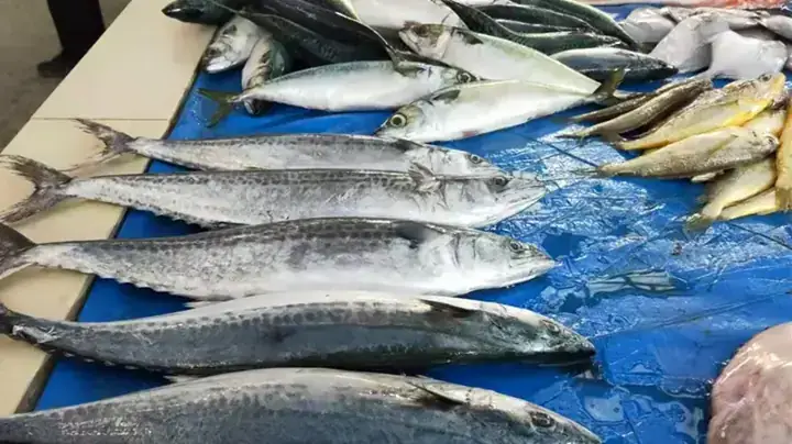 Các Loài Cá Biển Nổi Bật Với Vẻ Đẹp Và Màu Sắc Rực Rỡ