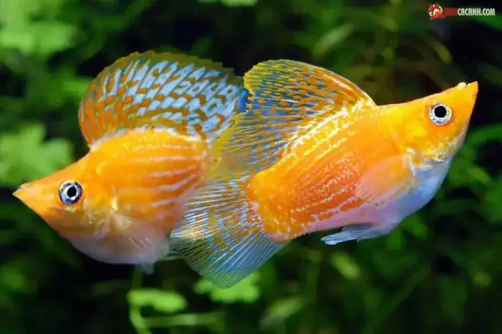 Cá Bình Tích Đẹp Cá Bình Tích Đẹp