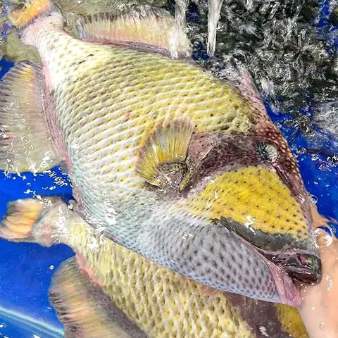 Giá Cá Bò Giáp Hôm Nay Tại Hà Nội | Đặt Mua Ngay