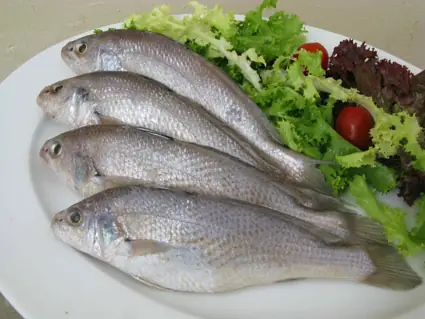 Cá Bò Giáp Tiếng Anh Là Gì? Tổng Quan Về Loài Boxfish