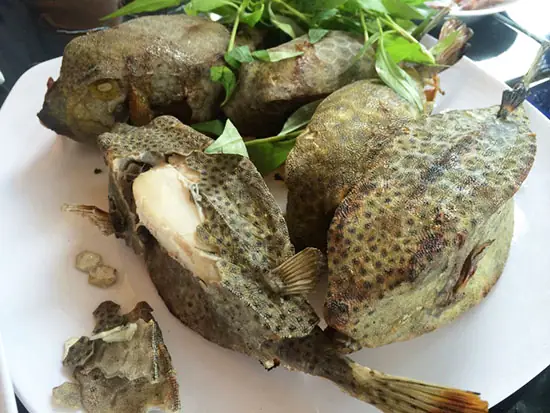 Cá Bò Hòm Biển: Đặc Sản Độc Đáo Từ Đại Dương