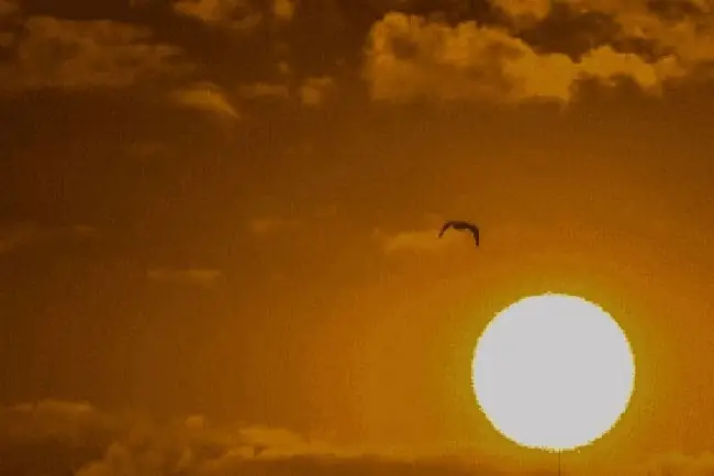 Cá Bơi Ngược Dòng Hay Xuôi Dòng