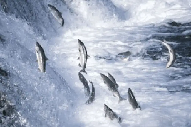 Cá Bơi Ngược Dòng Hay Xuôi Dòng