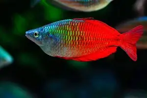 Cá Bơi Tầng Giữa