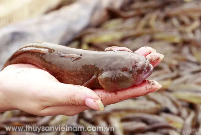 Cá Bống Bớp Biển: Kỹ Thuật Nuôi Qua Đông Hiệu Quả & Bí Quyết Tận Dụng Rong Biển