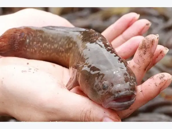 Cá Bống Bớp Biển: Kỹ Thuật Nuôi Qua Đông Hiệu Quả & Bí Quyết Tận Dụng Rong Biển