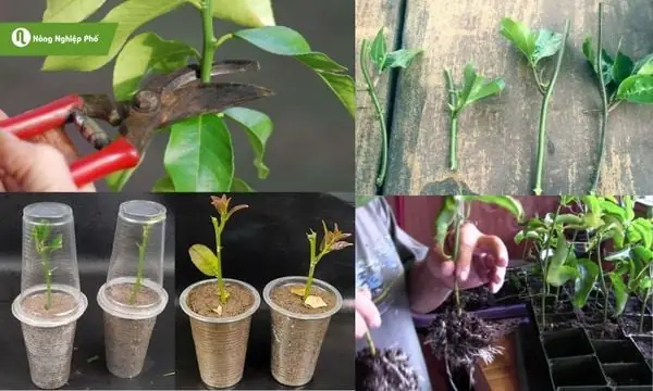 Cách Trồng Cây Chanh Dây Bằng Cành Cách Trồng Cây Chanh Dây Bằng Cành