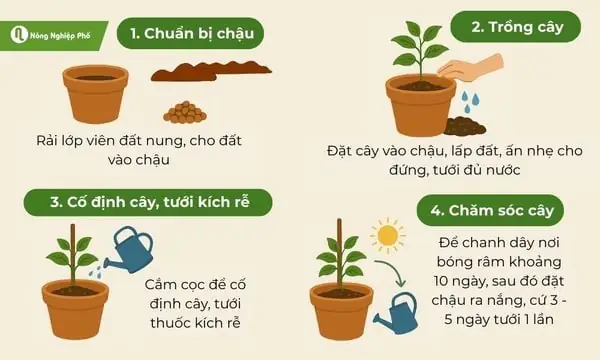 Cách Trồng Chanh Dây Trong Chậu Cách Trồng Chanh Dây Trong Chậu