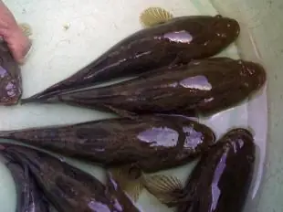 Nghĩ Đến Việc Nuôi Cá Bống Dừa Trong Ao Đất Nghĩ Đến Việc Nuôi Cá Bống Dừa Trong Ao Đất