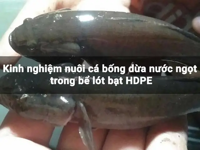 Cách Nuôi Cá Bống Dừa Nước Ngọt Sinh Sản Trong Bể Bạt Hdpe Lót Cách Nuôi Cá Bống Dừa Nước Ngọt Sinh Sản Trong Bể Bạt Hdpe Lót