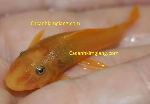 Cá Bống Lau Kính: Loài Cá Hài Hước Và Câu Chuyện Đằng Sau Hành Vi "lau Kính" Kỳ Lạ