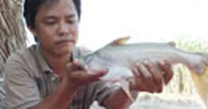 Nuôi Cá Bông Lau Giống Tự Nhiên Nuôi Cá Bông Lau Giống Tự Nhiên