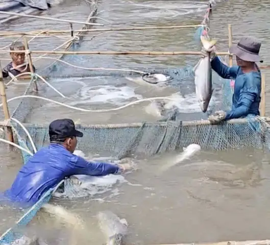 Bến Tre: Thu Nhập Cao Từ Nuôi Cá Bông Lau Bến Tre: Thu Nhập Cao Từ Nuôi Cá Bông Lau