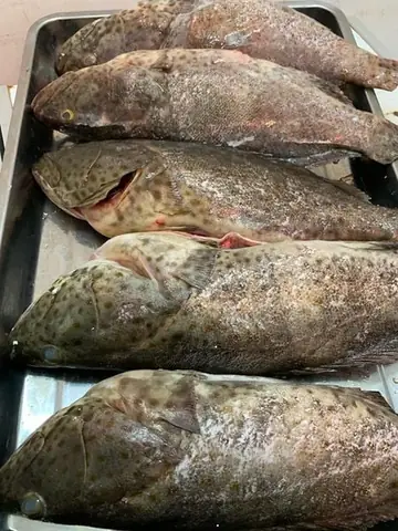 Cá Bóng Mú Là Cá Sông Hay Cá Biển