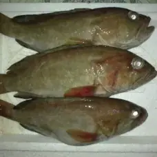 Cá Bống Mú Nghệ