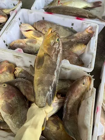 Cá Bống Mú Nghệ