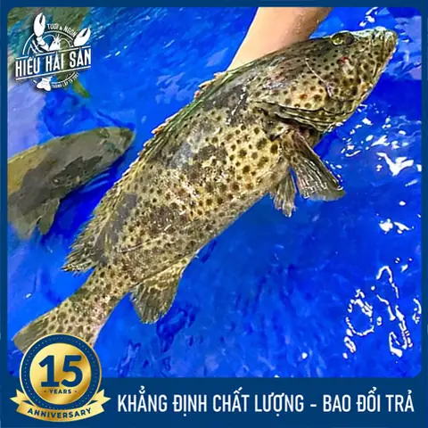 Cá Bống Mú Sống: Toàn Cảnh Từ Đặc Điểm Đến Môi Trường Sống