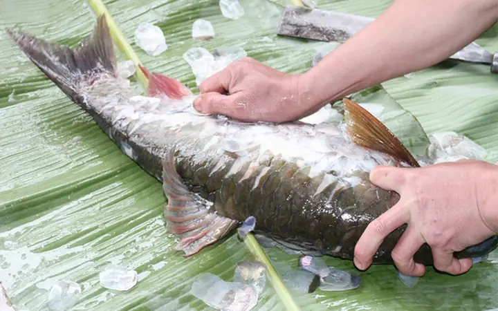 Đặc Sản Gỏi Cá Bỗng Sông Lô - Tuyên Quang