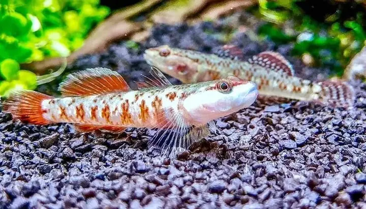 Cá Bống Suối Cảnh: Hướng Dẫn Chi Tiết Từ A-z Chăm Sóc Loài Cá Độc Đáo