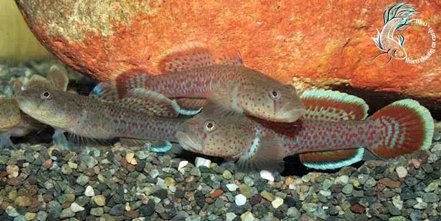 Cá Bống Suối Cảnh: Hướng Dẫn Chi Tiết Từ A-z Chăm Sóc Loài Cá Độc Đáo