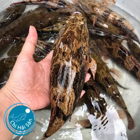 Giá Cá Bống Tượng Bao Nhiêu 1kg? Bán Ở Đâu Giá Tốt? Giá Cá Bống Tượng Bao Nhiêu 1kg? Bán Ở Đâu Giá Tốt?