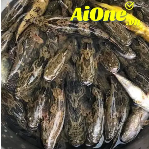 Cá Bống Tượng Giá Bao Nhiêu Tiền? Mua Ở Đâu Giá Rẻ? Món Ngon? Cá Bống Tượng Giá Bao Nhiêu Tiền? Mua Ở Đâu Giá Rẻ? Món Ngon?