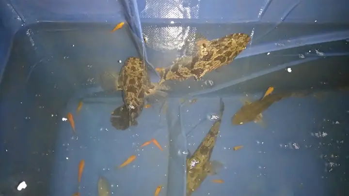 Cá Bống Tượng Nuôi Cảnh: Hướng Dẫn Chi Tiết Từ A-z Cho Người Mới Bắt Đầu