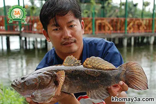 Cá Bống Tượng Nuôi Cảnh: Hướng Dẫn Chi Tiết Từ A-z Cho Người Mới Bắt Đầu