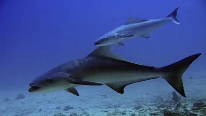 Cá Bớp Là Cá Gì? Cá Bớp Mua Ở Đâu, Giá Cá Bớp Bao Nhiêu Và Cách ...