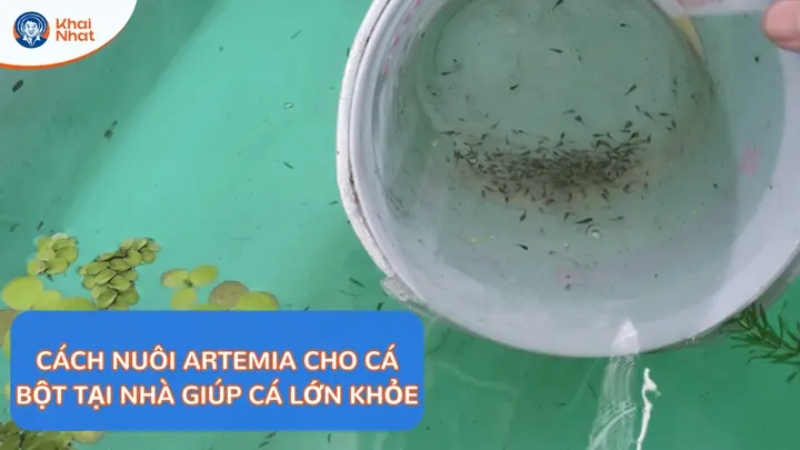 Cách Nuôi Artemia Cho Cá Bột Tại Nhà Giúp Cá Lớn Khỏe - Khai Nhật