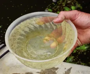 Tối Ưu Hóa Quá Trình Ương Cá Bột – Tạp Chí Thủy Sản Việt Nam