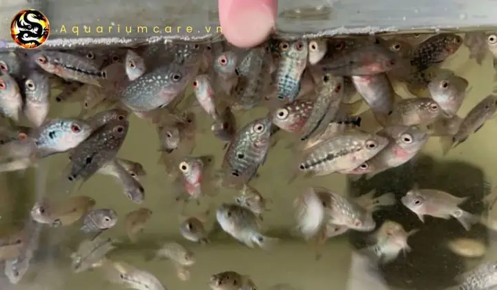 Chăm Sóc Cá Con Mới Nở: