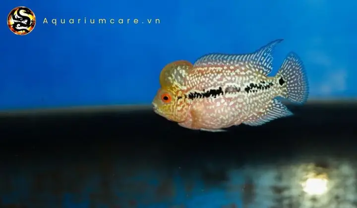 Chế Độ Dinh Dưỡng Và Thức Ăn Lý Tưởng Cho Cá La Hán Bột