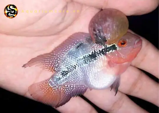 Cá La Hán Con Lai Và Những Giống Phổ Biến