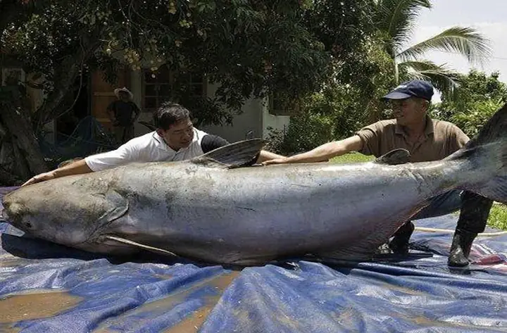Cá Bức Sông Mekong: Giải Mã Truyền Thuyết Kỳ Thú Về Loài Cá Đặc Biệt
