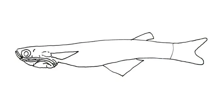 (aseanrecords) Hành Trình Quảng Bá Kỷ Lục Asean – P.846. Cá Bụng ...