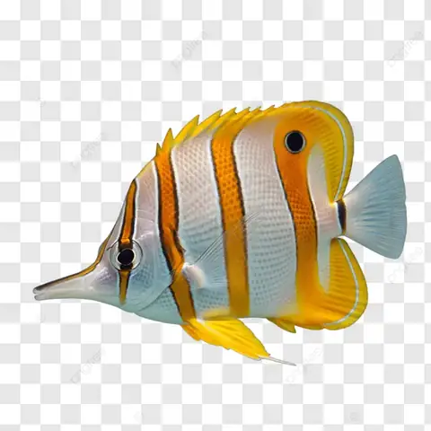 Cá Bướm Dải Đồng: Vẻ Đẹp & Bí Mật Của Rạn San Hô