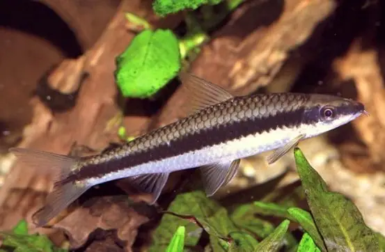 Cá Bút Chì Ăn Gì? Hướng Dẫn Chi Tiết Chế Độ Dinh Dưỡng Cho Cá Bút Chì