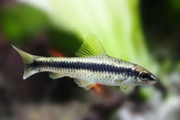 Thông Tin Về Cá Bút Chì