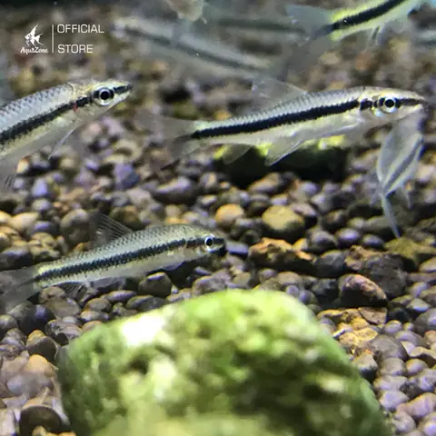 Cá Bút Chì Việt: Báu Vật Tiềm Ẩn Của Sông Ngòi Việt Nam