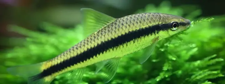 Đặc Điểm Của Cá Bút Chì Thái