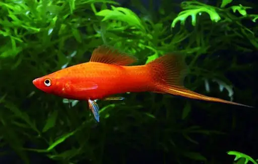 Top 5 Loại Cá Cảnh Được Ưa Chuộng Tại Cửa Hàng Tại Bà Rịa Vũng Tàu