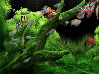 Top 5 Cửa Hàng Cá Cảnh Tại Bắc Giang - Vi Sinh Cá Cảnh ... Top 5 Cửa Hàng Cá Cảnh Tại Bắc Giang - Vi Sinh Cá Cảnh ...