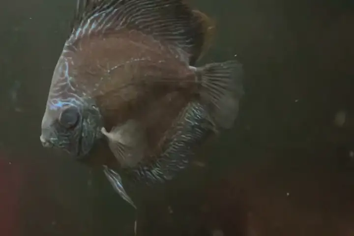 Bệnh Đục Mắt Là 1 Trong Những Bệnh Khá Phổ Biến Ở Cá Cảnh