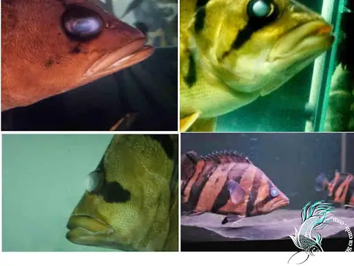 Cá Cảnh Bị Đục Mắt: Nguyên Nhân & Cách Xử Lý Hiệu Quả Từ Chuyên Gia