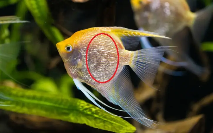 Hướng Dẫn Chi Tiết Cách Nhận Diện Và Xử Lý Bệnh Xù Vảy Ở Cá Cảnh